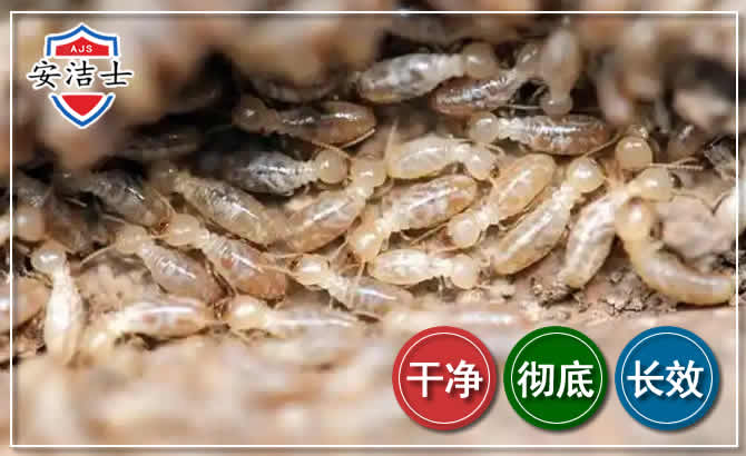 临高白蚁防治