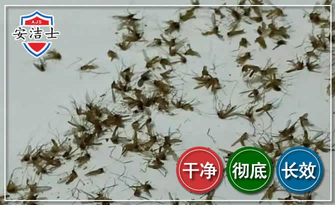 临高苍蝇防治-灭蝇
