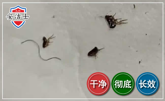临高跳蚤防治-灭跳蚤