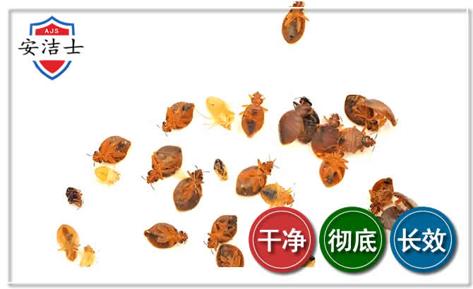 临高臭虫防治-消灭臭虫